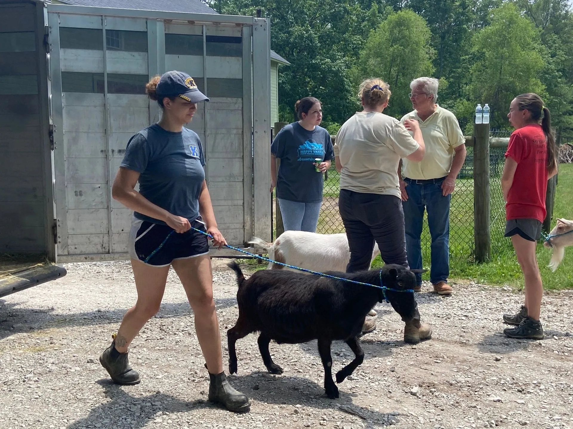 Woman walking a black goat on a leash, other people watching in a farm setting.