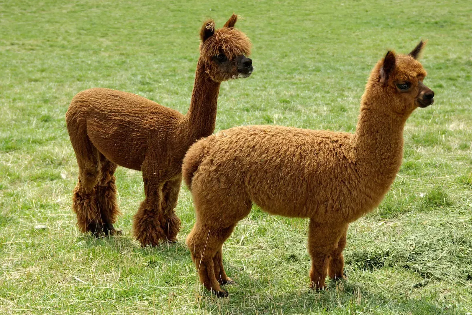 An off-white alpaca standing in a grassy field.