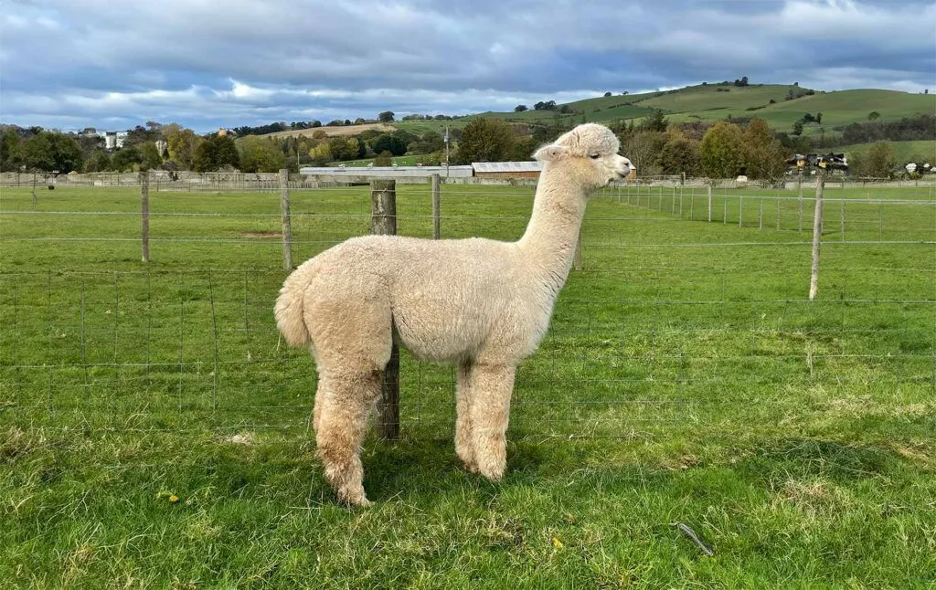 An off-white alpaca standing in a grassy field at the sanctuary.