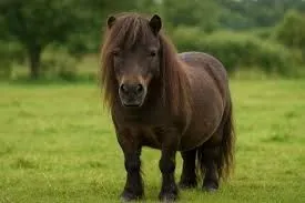 A black miniature horse trotting.