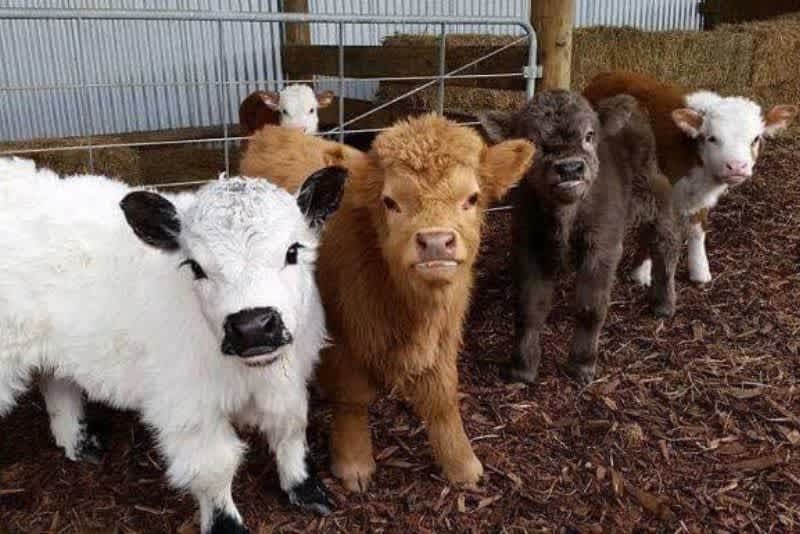 Calves of varying colors.