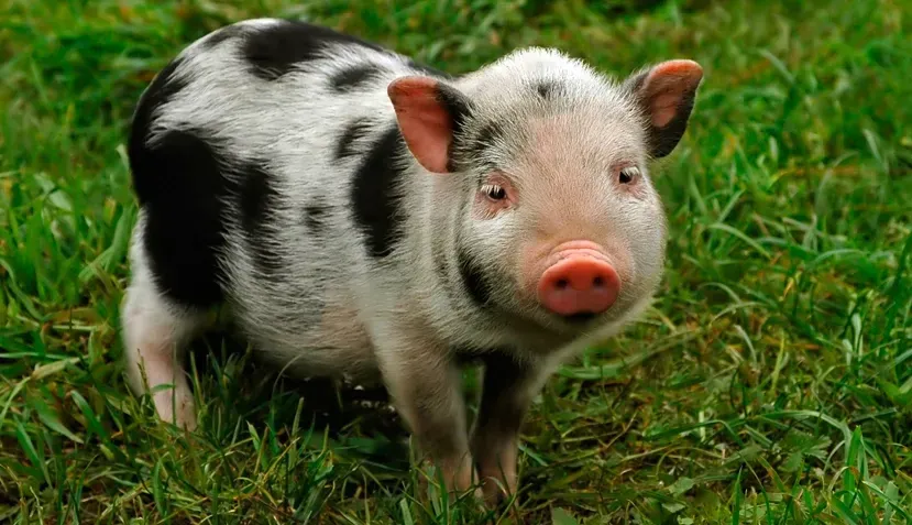 Miniature pigs in an outdoor enclosure.