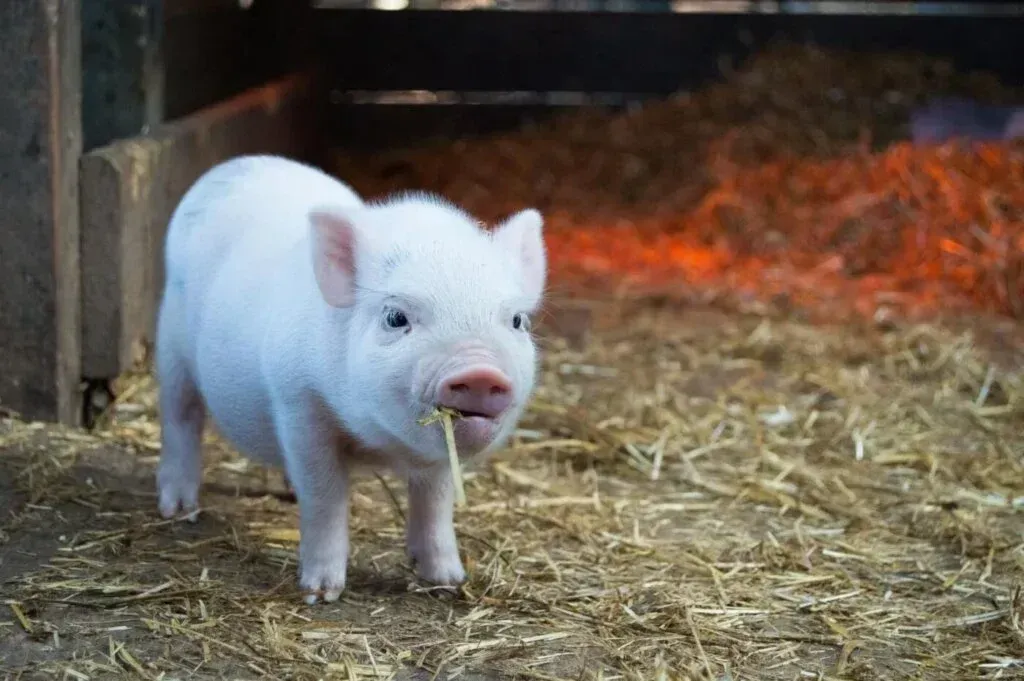 A pair of miniature pigs in an outdoor enclosure at the sanctuary.