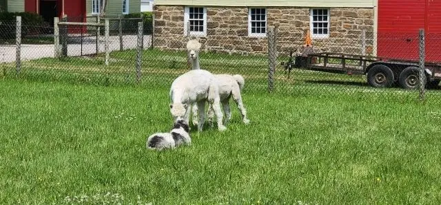 Photo 1 of life at Little Mountain Animal Sanctuary.