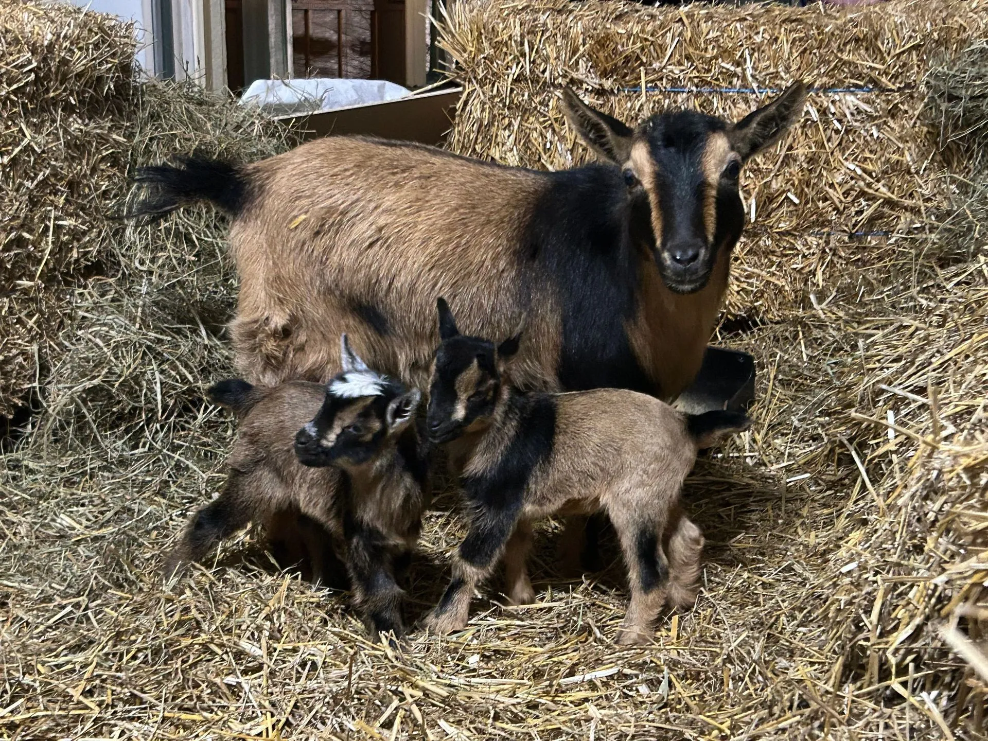 Photo 2 of life at Little Mountain Animal Sanctuary.