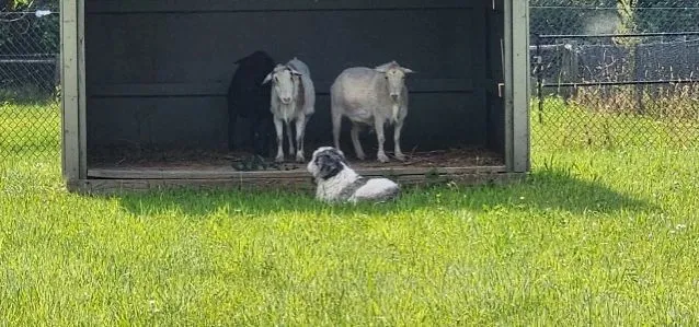 Goats in a straw-filled pen.