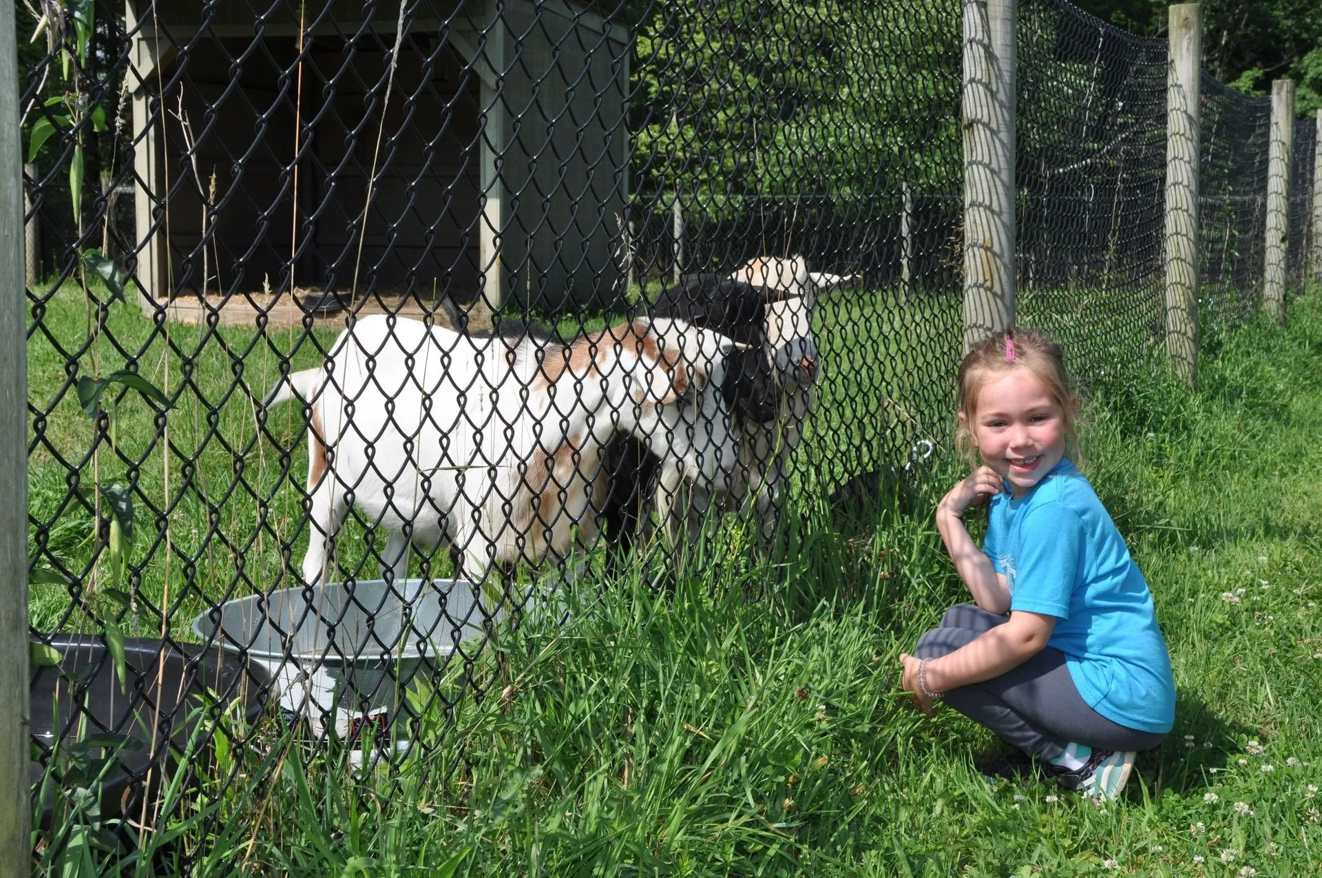 Photo 6 of life at Little Mountain Animal Sanctuary.