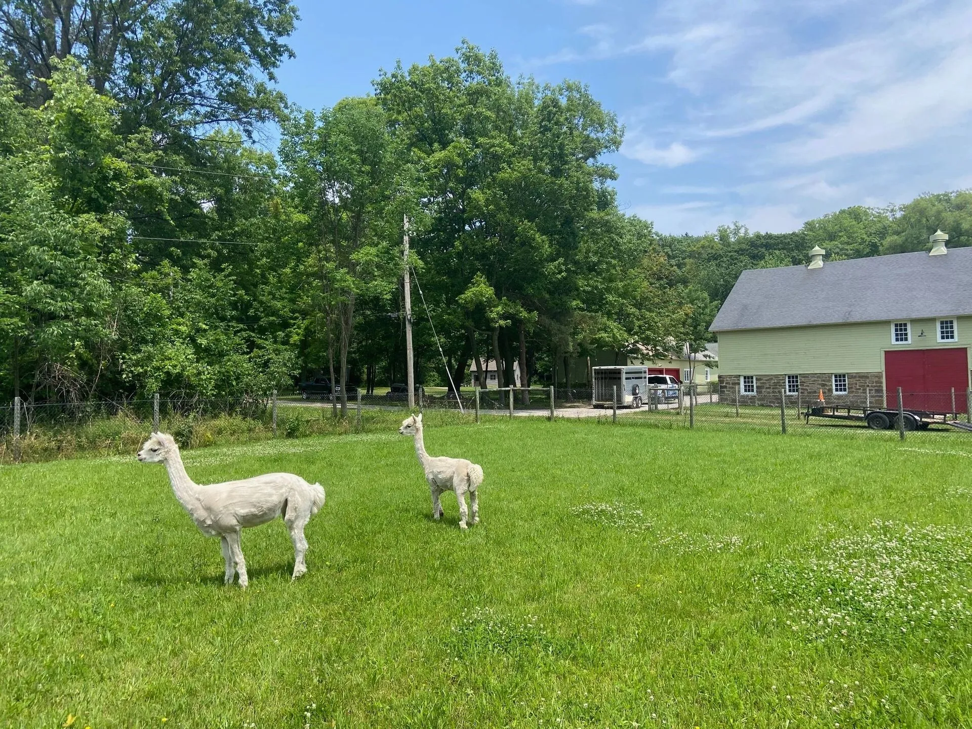 Photo 10 of life at Little Mountain Animal Sanctuary.