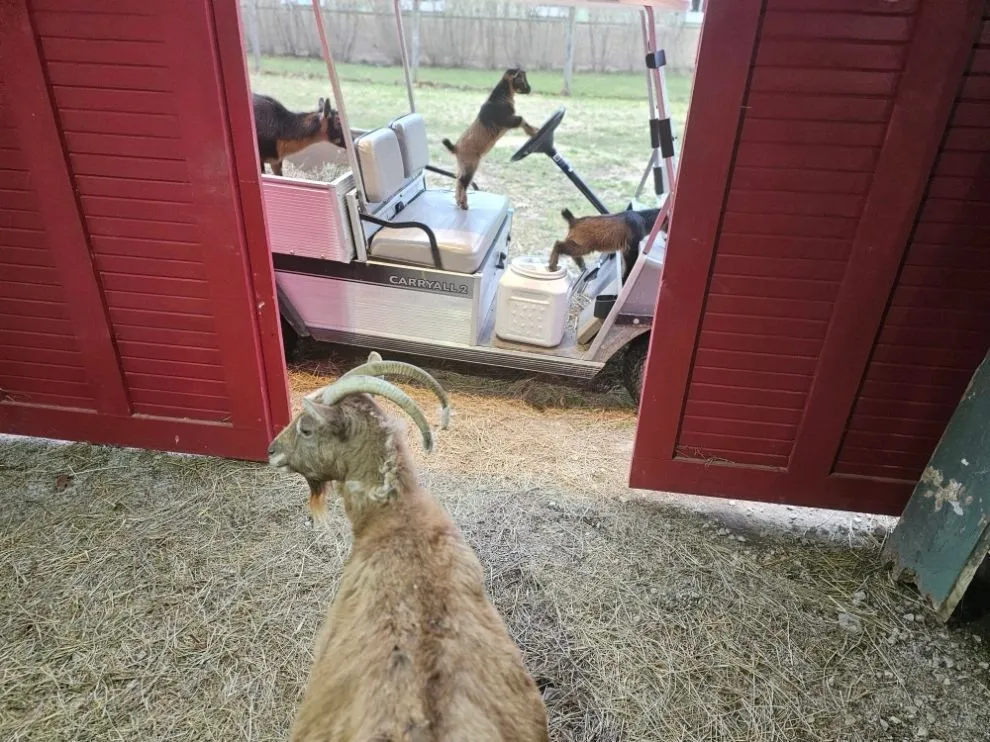Photo 11 of life at Little Mountain Animal Sanctuary.