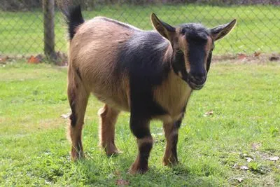 Photo 17 of life at Little Mountain Animal Sanctuary.