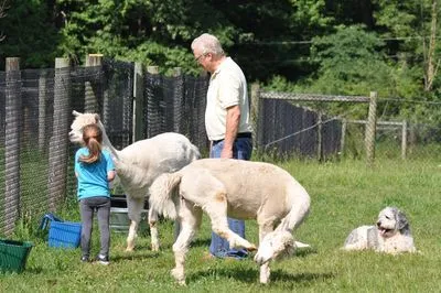 Photo 18 of life at Little Mountain Animal Sanctuary.