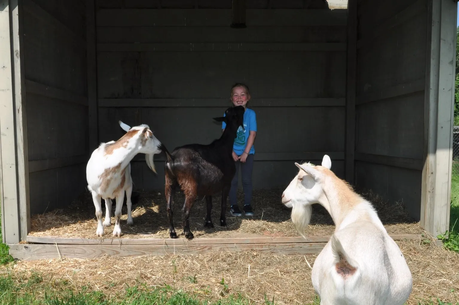 Photo 19 of life at Little Mountain Animal Sanctuary.