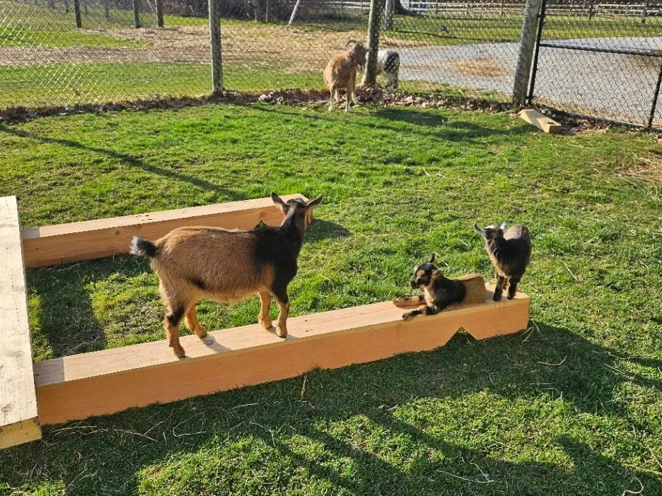 Photo 20 of life at Little Mountain Animal Sanctuary.